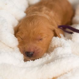 Goldendoodle Puppies from Small World Doodles