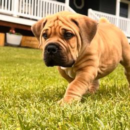 Light blue (previously light green) - Fawn male Boerboel puppy in Callicoon, New York from Southern Pride Boerboels