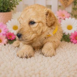 Yellow collar - Apricot female Poodle puppy in Spring Branch, Texas from Bear Hills kennel