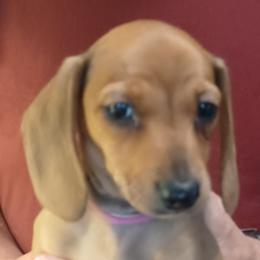 Stevie- Pink plus Burgundy - Red female Dachshund puppy in Frankfort, Kentucky from Gigi's Dachshunds