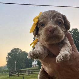 Peg - Buff female Cockapoo puppy in Mocksville, North Carolina from Little Bear Doodles