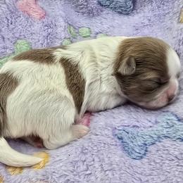 Lilac and white - Lilac female Shih Tzu puppy in Oakville, Washington from Garrard Creek Shih Tzus