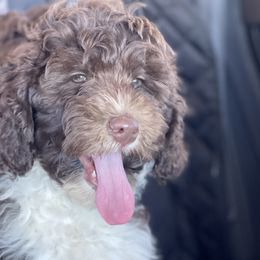 Zion - Labradoodle