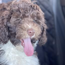 Zion - Labradoodle