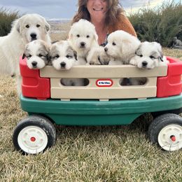 Great Pyrenees puppies from Owyhee Mountains Great Pyrenees