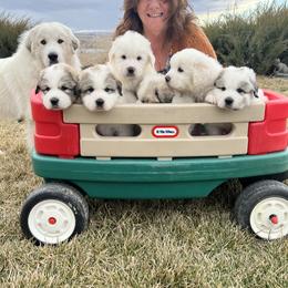 Great Pyrenees puppies from Owyhee Mountains Great Pyrenees