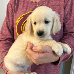 Star - Light golden female Golden Retriever puppy in Seville, Ohio from Retriever Ranch