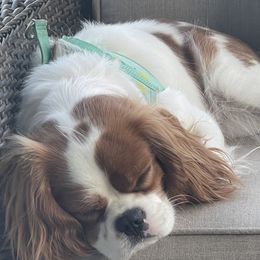 Gracie - Cavalier King Charles Spaniel