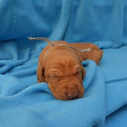 Vizsla Puppies from Summit Vizsla (we can deliver to you)