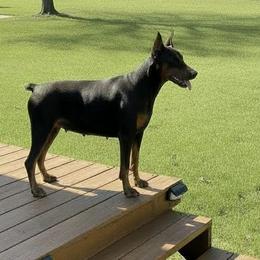 Elena - Doberman Pinscher