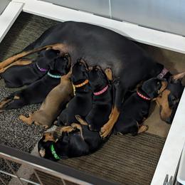 Black male 3 - Black male German Pinscher puppy in Chatham, Virginia from WMHK9/Roolyn German Pinschers