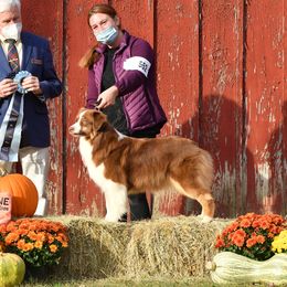 Hannah - Australian Shepherd