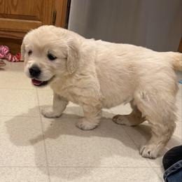 Beasley - Light golden female Golden Retriever puppy in Grant County, Indiana from On The Sunny Side Pavey Farms