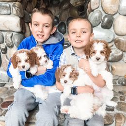 Cavapoo and Poodle Puppies from Freckle Paw Poodles