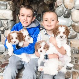 Cavapoo and Poodle Puppies from Freckle Paw Poodles