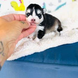 July - Black and white female Pomsky puppy in Yavapai County, Arizona from Pawsh Pomskies
