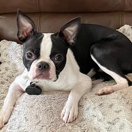 Sophie - Boston Terrier