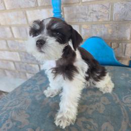 Missy - Parti female Miniature Schnauzer puppy in Paradise, Utah from Highbornschnauzers