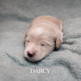 Darcy - Apricot female Goldendoodle puppy in Hendersonville, Tennessee from Ben's Best Buddy Goldendoodles