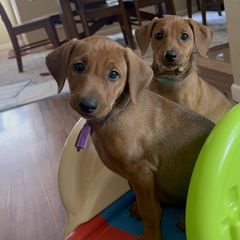 Girl 3 - Red German Pinscher puppy in Olympic Peninsula, Washington from Immer Treu German Pinschers