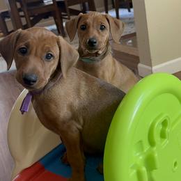 Girl 3 - Red German Pinscher puppy in Olympic Peninsula, Washington from Immer Treu German Pinschers