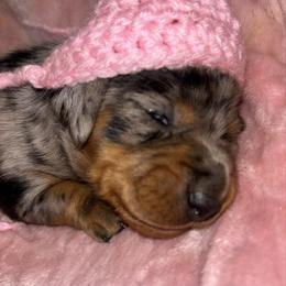 Dapple G - Dapple female Dachshund puppy in Rutherfordton, North Carolina from Mountain Farm Dachshunds