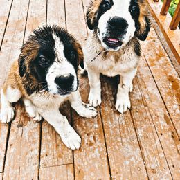 Saint Bernard Puppies from Southern Saints
