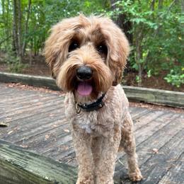 Crewe - Australian Labradoodle