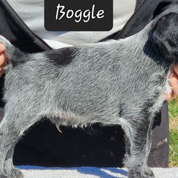 Boggle - Black and white German Wirehaired Pointer puppy in Wellston, Ohio from Blue Line GWPs