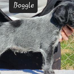 Boggle - Black and white German Wirehaired Pointer puppy in Wellston, Ohio from Blue Line GWPs
