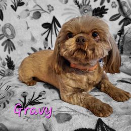 Gravy - Shih Tzu