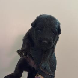 Ella - Bi-color female German Shepherd puppy in Knowlton Township, New Jersey from Augenblick Kennels