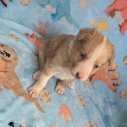 Maple - Sable merle female Border Collie puppy in Gary, Indiana from Lake Ridge Border Collies