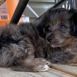 Aussiedoodles and Miniature Australian Shepherds from Dayspring Doodles NC