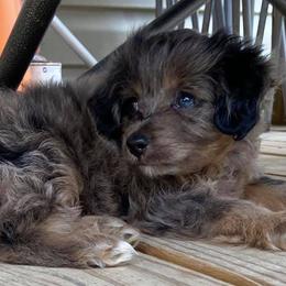 Aussiedoodles and Miniature Australian Shepherds from Dayspring Doodles NC