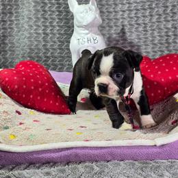 Patrick - Black brindle and white male Boston Terrier puppy in Millers Creek, North Carolina from Tumbling Shoals Hilltop Bostons