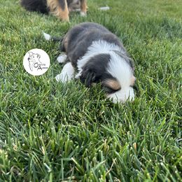 Australian Shepherd Puppies from Cedarville Aussies
