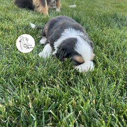 Australian Shepherd Puppies from Cedarville Aussies