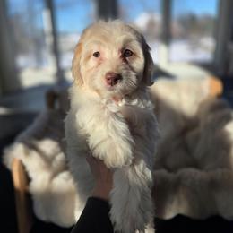 Peach - Cream female Aussiedoodle puppy in North Royalton, Ohio from Johnson's Doodles