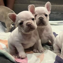 French Bulldog Puppies from 731 Frenchies