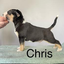 Chris - Black tan and white male Bull Terrier puppy in Spokane Valley, Washington from Whitney Johnson