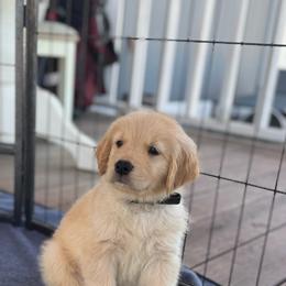 Ash (Black) - Golden male Golden Retriever puppy in Lodi, California from R3 Sport Dogs (R3 Goldens/ R3 Border Collies)