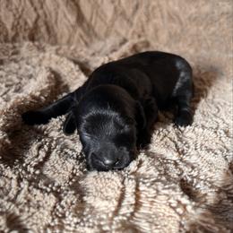 Alan - male Aussiedoodle puppy in Utica, Ohio from Poodle Me Crazy
