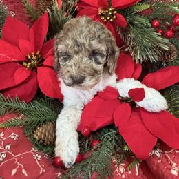 Mariposa - Merle female Labradoodle puppy in Somerset, California from Annie’s Animals
