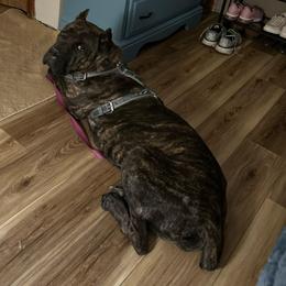 Ella - Cane Corso