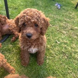 Ocean - Red male Cavapoo puppy in Springfield, Oregon from Teddy Bear Doodles