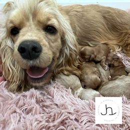 Cavapoo, Cockapoo, and Goldendoodle Puppies from Rocking JH Doodles