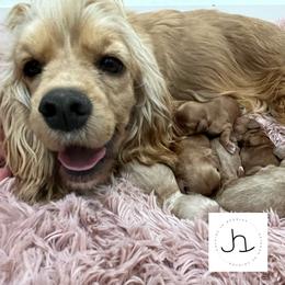 Cavapoo, Cockapoo, and Goldendoodle Puppies from Rocking JH Doodles
