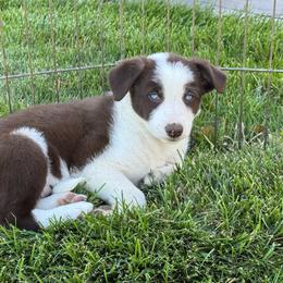 Girl 1 - Red female Border Collie puppy in Centerville, Washington from Forthright Farms