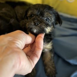 Morkie and Yorkshire Terrier Puppies from DEJAVU PUPS